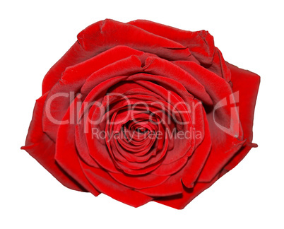 Red rose flower isolated over white