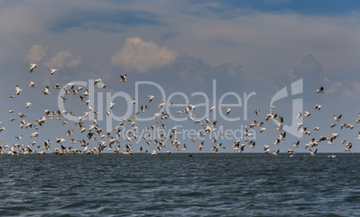 Flock of migratory birds