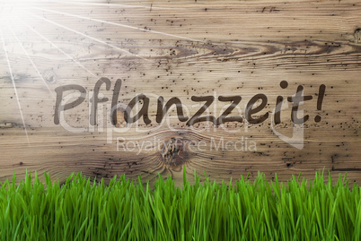 Sunny Wooden Background, Gras, Pflanzzeit Means Planting Season