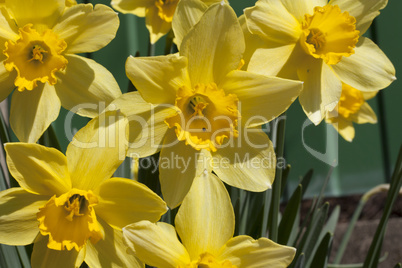 narcissus flowers spring photo