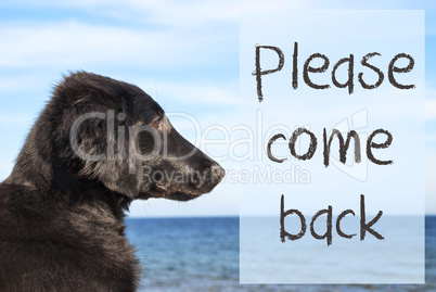 Dog At Ocean, Text Please Come Back