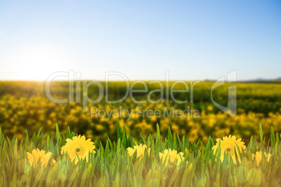 Composite image of picture of a flower