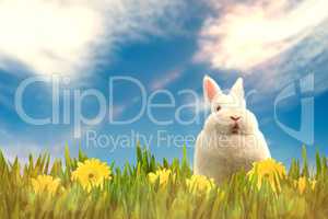Composite image of digital image of rabbit sitting on grass