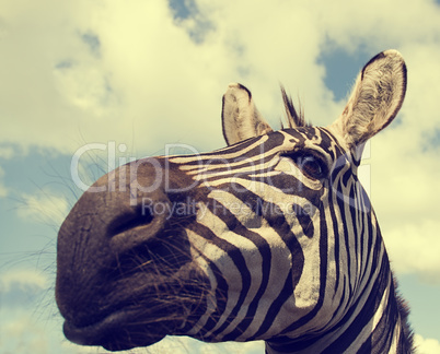 Close up of a zebra
