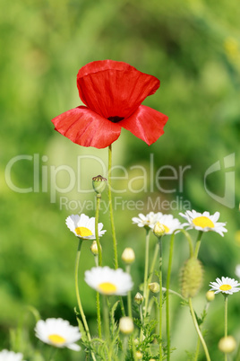 Lonely flower of wild red poppy on blue sky background with focus on flower