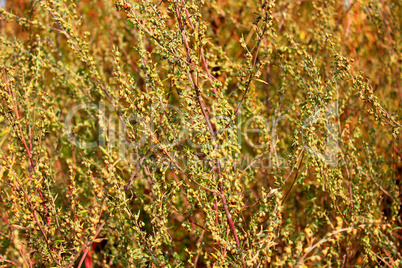 natural brown texture from plants in the field