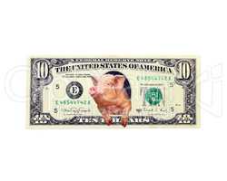 pig looks out of ten dollars note instead the American president isolated