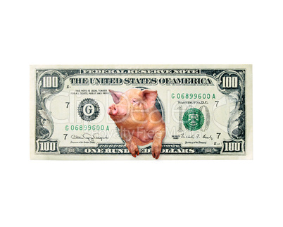 pig looks out of one hundred dollar note instead the American president isolated