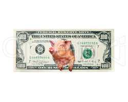 pig looks out of one hundred dollar note instead the American president isolated