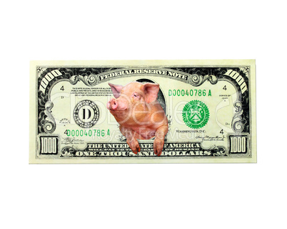 pig looks out of one thousand dollar note instead the American president isolated