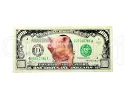 pig looks out of one thousand dollar note instead the American president isolated