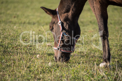 Pferd beim Grasen