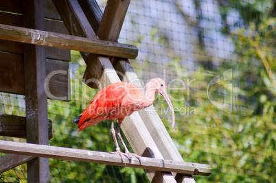 Red Ibis on a wooden perch