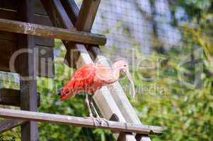 Red Ibis on a wooden perch
