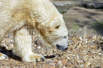 Polar bear on pebbles in an animal