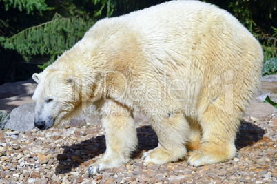Polar bear on pebbles