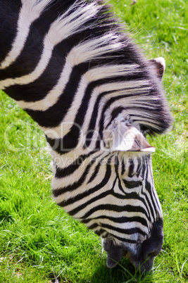 Head of zebra grazing grass