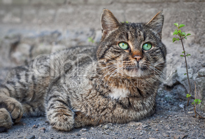 Street gray cat with green eyes