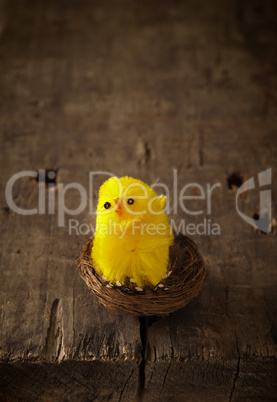 cute chicklet in a nest