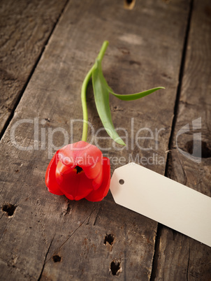 Red tulip on a wooden table