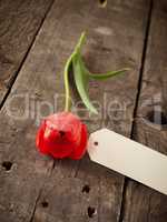 Red tulip on a wooden table