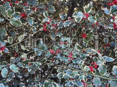 christmas Holly plant