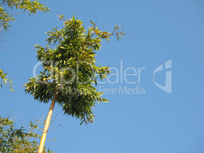 bamboo tree over blue sky with copy space