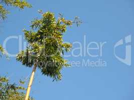 bamboo tree over blue sky with copy space