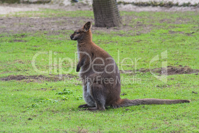 Kangaroo in its natural habitat