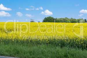 Blooming canola field with blue sky