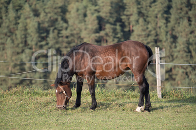 Pferd beim Grasen