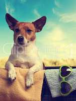 Travel concept with a Jack Russell Terrier