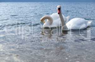 two swans, sea, blue, white, waterfowl, birds
