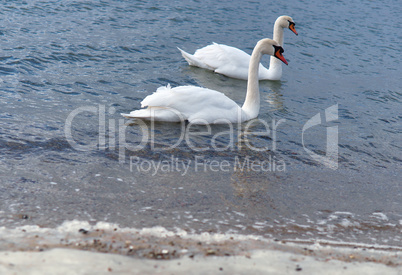 two swans, sea, blue, white, waterfowl, birds