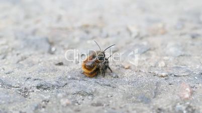Macro Shot Wild Bees Osmia Bicornis Couple In Love Insect Copulation Pair