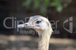 Head of a female ostrich