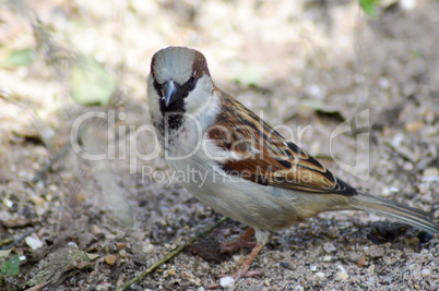 Sparrow posed on a sandy ground