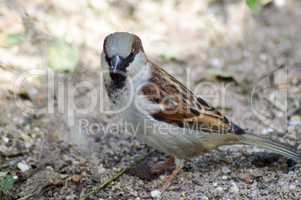 Sparrow posed on a sandy ground