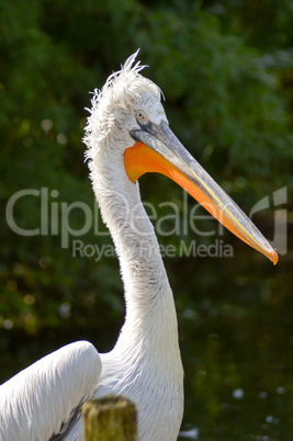 Pelican in front of a grove