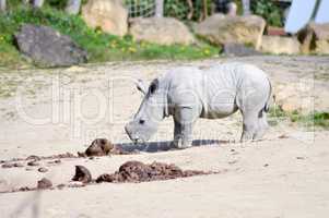 Young rhinoceros on a rock background