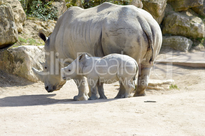 Young rhinoceros and mum