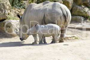 Young rhinoceros and mum
