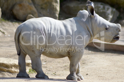 Young rhinoceros on a rock background