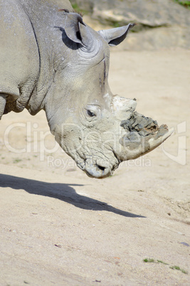Rhinoceros head on a rock background