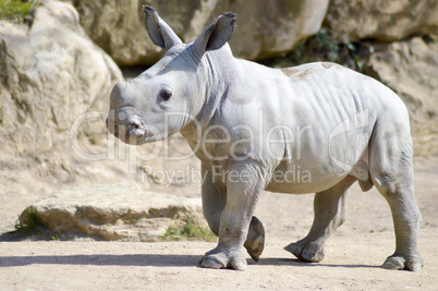 Small rhinoceros on a rock background