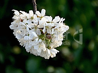 Nahaufnahme von weissen Kirschblüten