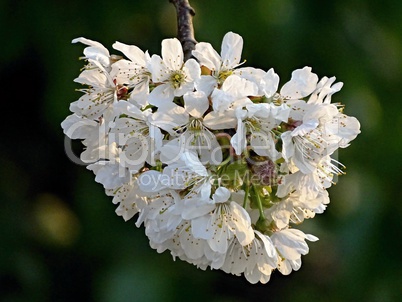 Zweig eines Kirschbaumes mit Blüten