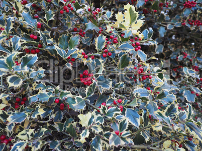 christmas Holly plant