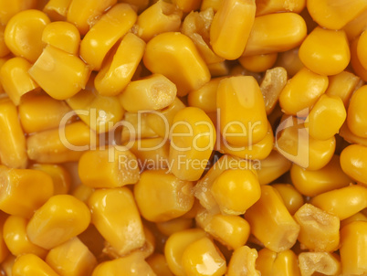 maize corn food maize corn food