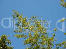 bamboo tree over blue sky with copy space